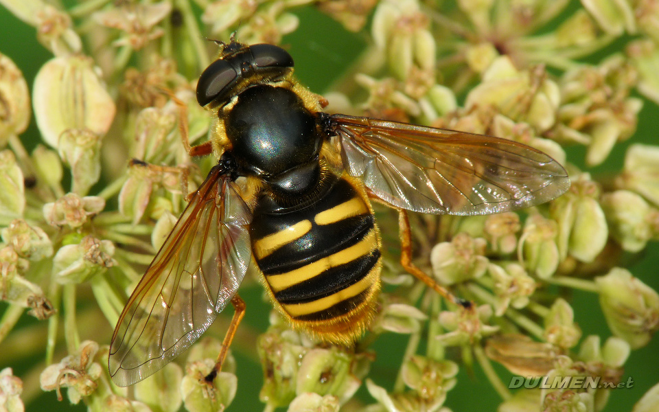 Common Banded Hoverfly (Female, Syrphus ribesii)